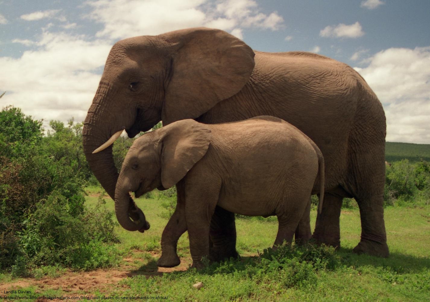 Addo Elephant National Park - South Africa